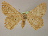  ( - BC ZSM Lep 13268)  @14 [ ] CreativeCommons - Attribution Non-Commercial Share-Alike (2010) Unspecified SNSB, Zoologische Staatssammlung Muenchen