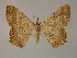  ( - BC ZSM Lep 13271)  @14 [ ] CreativeCommons - Attribution Non-Commercial Share-Alike (2010) Unspecified SNSB, Zoologische Staatssammlung Muenchen