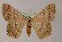  ( - BC ZSM Lep 13277)  @14 [ ] CreativeCommons - Attribution Non-Commercial Share-Alike (2010) Unspecified SNSB, Zoologische Staatssammlung Muenchen
