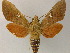  (Nephele subvaria - BC ZSM Lep 13289)  @14 [ ] CreativeCommons - Attribution Non-Commercial Share-Alike (2010) Unspecified SNSB, Zoologische Staatssammlung Muenchen