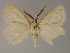  ( - BC ZSM Lep 13301)  @13 [ ] CreativeCommons - Attribution Non-Commercial Share-Alike (2010) Unspecified SNSB, Zoologische Staatssammlung Muenchen