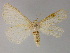  ( - BC ZSM Lep 13302)  @13 [ ] CreativeCommons - Attribution Non-Commercial Share-Alike (2010) Unspecified SNSB, Zoologische Staatssammlung Muenchen