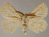  ( - BC ZSM Lep 13303)  @13 [ ] CreativeCommons - Attribution Non-Commercial Share-Alike (2010) Unspecified SNSB, Zoologische Staatssammlung Muenchen