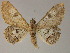  ( - BC ZSM Lep 13310)  @14 [ ] CreativeCommons - Attribution Non-Commercial Share-Alike (2010) Unspecified SNSB, Zoologische Staatssammlung Muenchen