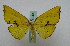  ( - BC ZSM Lep 16049)  @13 [ ] CreativeCommons - Attribution Non-Commercial Share-Alike (2010) Unspecified SNSB, Zoologische Staatssammlung Muenchen