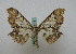  ( - BC ZSM Lep 16076)  @13 [ ] CreativeCommons - Attribution Non-Commercial Share-Alike (2010) Unspecified SNSB, Zoologische Staatssammlung Muenchen