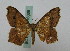  ( - BC ZSM Lep 16088)  @13 [ ] CreativeCommons - Attribution Non-Commercial Share-Alike (2010) Unspecified SNSB, Zoologische Staatssammlung Muenchen