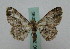  ( - BC ZSM Lep 16095)  @13 [ ] CreativeCommons - Attribution Non-Commercial Share-Alike (2010) Unspecified SNSB, Zoologische Staatssammlung Muenchen