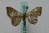  (Idaea costiguttataAH01 - BC ZSM Lep 16108)  @13 [ ] CreativeCommons - Attribution Non-Commercial Share-Alike (2010) Unspecified SNSB, Zoologische Staatssammlung Muenchen