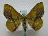  ( - BC ZSM Lep 16110)  @13 [ ] CreativeCommons - Attribution Non-Commercial Share-Alike (2010) Unspecified SNSB, Zoologische Staatssammlung Muenchen