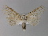  ( - BC ZSM Lep 18129)  @13 [ ] CreativeCommons - Attribution Non-Commercial Share-Alike (2010) Unspecified SNSB, Zoologische Staatssammlung Muenchen