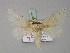  ( - BC ZSM Lep 18147)  @13 [ ] CreativeCommons - Attribution Non-Commercial Share-Alike (2010) Unspecified SNSB, Zoologische Staatssammlung Muenchen