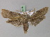 (Cryptophasa irrorata PS2 - BC ZSM Lep 18149)  @14 [ ] CreativeCommons - Attribution Non-Commercial Share-Alike (2010) Unspecified SNSB, Zoologische Staatssammlung Muenchen