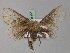 ( - BC ZSM Lep 18150)  @13 [ ] CreativeCommons - Attribution Non-Commercial Share-Alike (2010) Unspecified SNSB, Zoologische Staatssammlung Muenchen