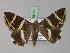  ( - BC ZSM Lep 18160)  @14 [ ] CreativeCommons - Attribution Non-Commercial Share-Alike (2010) Unspecified SNSB, Zoologische Staatssammlung Muenchen