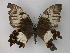  ( - BC ZSM Lep 18180)  @13 [ ] CreativeCommons - Attribution Non-Commercial Share-Alike (2010) Unspecified SNSB, Zoologische Staatssammlung Muenchen