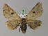  (Epicoma AH01Au - BC ZSM Lep 18210)  @11 [ ] CreativeCommons - Attribution Non-Commercial Share-Alike (2010) Unspecified SNSB, Zoologische Staatssammlung Muenchen