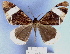  ( - BC ZSM Lep 18690)  @14 [ ] CreativeCommons - Attribution Non-Commercial Share-Alike (2010) Unspecified SNSB, Zoologische Staatssammlung Muenchen