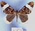  ( - BC ZSM Lep 18694)  @13 [ ] CreativeCommons - Attribution Non-Commercial Share-Alike (2010) Unspecified SNSB, Zoologische Staatssammlung Muenchen