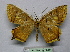  ( - BC ZSM Lep 18695)  @11 [ ] CreativeCommons - Attribution Non-Commercial Share-Alike (2010) Unspecified SNSB, Zoologische Staatssammlung Muenchen