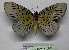  ( - BC ZSM Lep 18697)  @13 [ ] CreativeCommons - Attribution Non-Commercial Share-Alike (2010) Unspecified SNSB, Zoologische Staatssammlung Muenchen