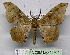 ( - BC ZSM Lep 18707)  @13 [ ] CreativeCommons - Attribution Non-Commercial Share-Alike (2010) Unspecified SNSB, Zoologische Staatssammlung Muenchen