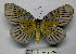  ( - BC ZSM Lep 18708)  @13 [ ] CreativeCommons - Attribution Non-Commercial Share-Alike (2010) Unspecified SNSB, Zoologische Staatssammlung Muenchen