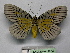  ( - BC ZSM Lep 18709)  @11 [ ] CreativeCommons - Attribution Non-Commercial Share-Alike (2010) Unspecified SNSB, Zoologische Staatssammlung Muenchen