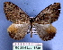  (Photoscotosia propugnataria - BC ZSM Lep 18729)  @13 [ ] CreativeCommons - Attribution Non-Commercial Share-Alike (2010) Unspecified SNSB, Zoologische Staatssammlung Muenchen