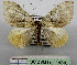  (Photoscotosia fasciaria - BC ZSM Lep 18730)  @13 [ ] CreativeCommons - Attribution Non-Commercial Share-Alike (2010) Unspecified SNSB, Zoologische Staatssammlung Muenchen