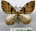  (Photoscotosia multilinea - BC ZSM Lep 18733)  @14 [ ] CreativeCommons - Attribution Non-Commercial Share-Alike (2010) Unspecified SNSB, Zoologische Staatssammlung Muenchen