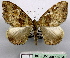  (Photoscotosia polysticha - BC ZSM Lep 18734)  @14 [ ] CreativeCommons - Attribution Non-Commercial Share-Alike (2010) Unspecified SNSB, Zoologische Staatssammlung Muenchen
