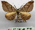 ( - BC ZSM Lep 18736)  @14 [ ] CreativeCommons - Attribution Non-Commercial Share-Alike (2010) Unspecified SNSB, Zoologische Staatssammlung Muenchen