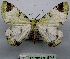  ( - BC ZSM Lep 18741)  @14 [ ] CreativeCommons - Attribution Non-Commercial Share-Alike (2010) Unspecified SNSB, Zoologische Staatssammlung Muenchen