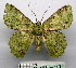  ( - BC ZSM Lep 18754)  @11 [ ] CreativeCommons - Attribution Non-Commercial Share-Alike (2010) Unspecified SNSB, Zoologische Staatssammlung Muenchen