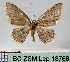  (Tricentra MS01Ec - BC ZSM Lep 18768)  @11 [ ] CreativeCommons - Attribution Non-Commercial Share-Alike (2010) Unspecified SNSB, Zoologische Staatssammlung Muenchen