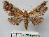  ( - BC ZSM Lep 18772)  @13 [ ] CreativeCommons - Attribution Non-Commercial Share-Alike (2010) Unspecified SNSB, Zoologische Staatssammlung Muenchen