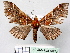  (Psaliodes magicaria - BC ZSM Lep 18773)  @15 [ ] CreativeCommons - Attribution Non-Commercial Share-Alike (2010) Unspecified SNSB, Zoologische Staatssammlung Muenchen