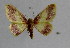 (Idaea assyria - BC ZSM Lep 18527)  @11 [ ] Copyright (2010) Unspecified SNSB, Zoologische Staatssammlung Muenchen