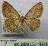  (Dithecodes - BC ZSM Lep 18539)  @14 [ ] Copyright (2010) Unspecified SNSB, Zoologische Staatssammlung Muenchen