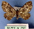  (Visiana MS01In - BC ZSM Lep 18540)  @11 [ ] Copyright (2010) Unspecified SNSB, Zoologische Staatssammlung Muenchen