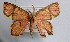  (Chrysocraspeda dipyramida - BC ZSM Lep 18556)  @11 [ ] Copyright (2010) Unspecified SNSB, Zoologische Staatssammlung Muenchen