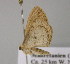  ( - BC ZSM Lep 20993)  @13 [ ] CreativeCommons - Attribution Non-Commercial Share-Alike (2010) Unspecified SNSB, Zoologische Staatssammlung Muenchen