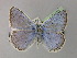  ( - BC ZSM Lep 21538)  @11 [ ] CreativeCommons - Attribution Non-Commercial Share-Alike (2010) Unspecified SNSB, Zoologische Staatssammlung Muenchen