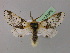  ( - BC ZSM Lep 21609)  @14 [ ] CreativeCommons - Attribution Non-Commercial Share-Alike (2010) Unspecified SNSB, Zoologische Staatssammlung Muenchen