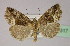  ( - BC ZSM Lep 21617)  @14 [ ] CreativeCommons - Attribution Non-Commercial Share-Alike (2010) Unspecified SNSB, Zoologische Staatssammlung Muenchen