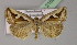  ( - BC ZSM Lep 21620)  @14 [ ] CreativeCommons - Attribution Non-Commercial Share-Alike (2010) Unspecified SNSB, Zoologische Staatssammlung Muenchen