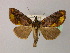  ( - BC ZSM Lep 21661)  @11 [ ] CreativeCommons - Attribution Non-Commercial Share-Alike (2010) Unspecified SNSB, Zoologische Staatssammlung Muenchen