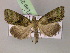  ( - BC ZSM Lep 21676)  @13 [ ] CreativeCommons - Attribution Non-Commercial Share-Alike (2010) Unspecified SNSB, Zoologische Staatssammlung Muenchen