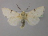  ( - BC ZSM Lep 21684)  @11 [ ] CreativeCommons - Attribution Non-Commercial Share-Alike (2010) Unspecified SNSB, Zoologische Staatssammlung Muenchen